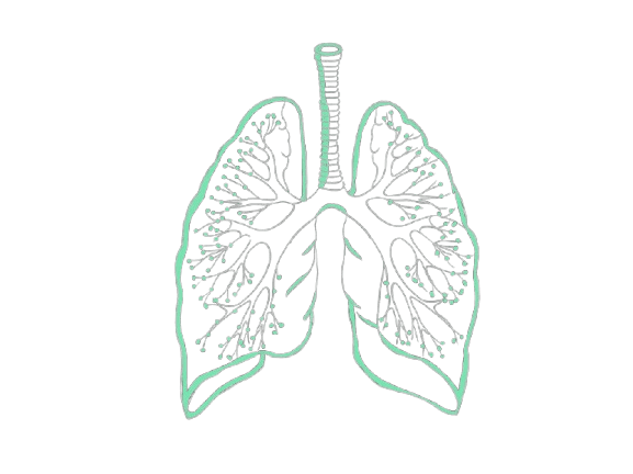 Lung